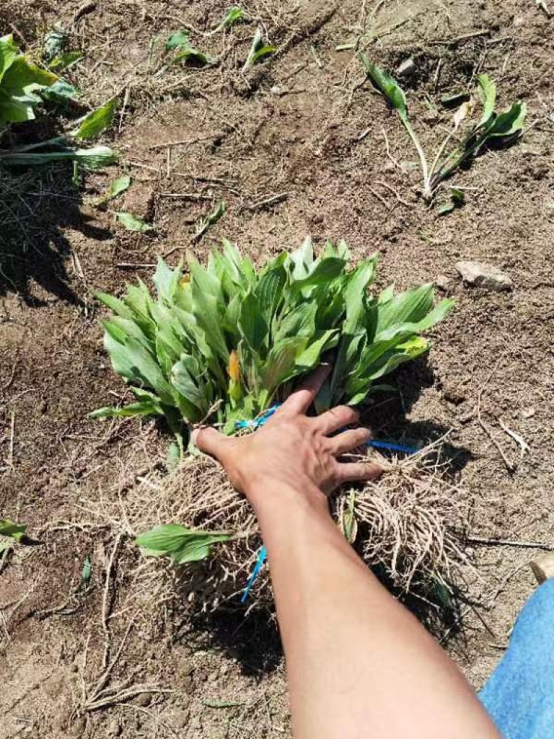 【牛商优选】紫花玉簪，现货，种植户没有中间商，尖叶直立