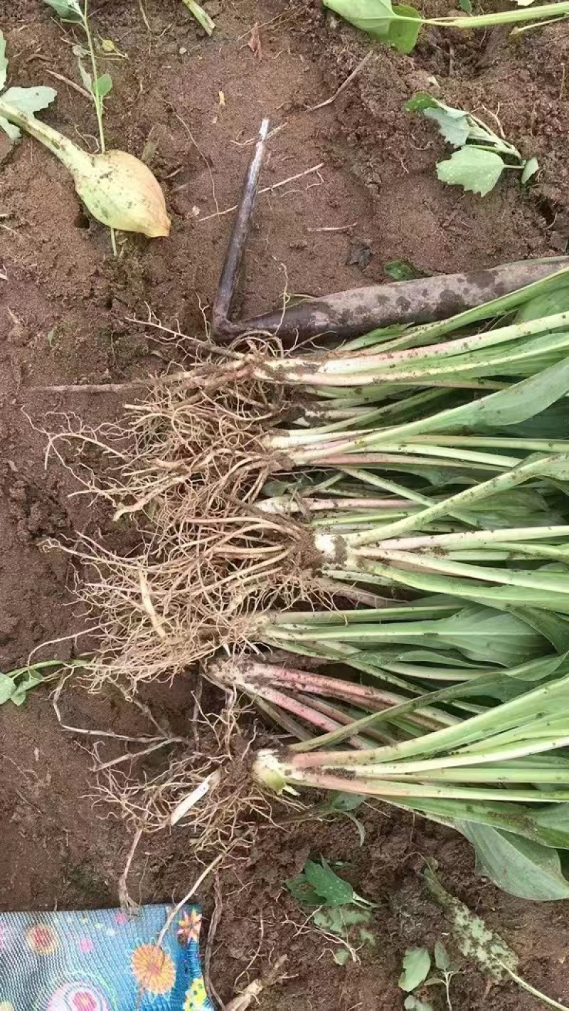 【牛商优选】紫花玉簪，现货，种植户没有中间商，尖叶直立