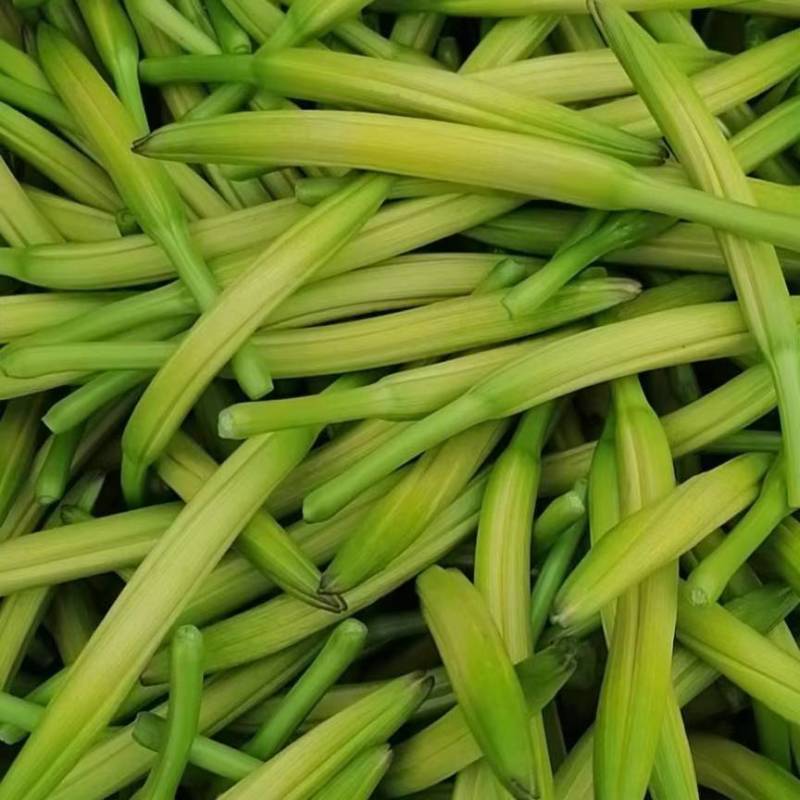 黄花菜苗