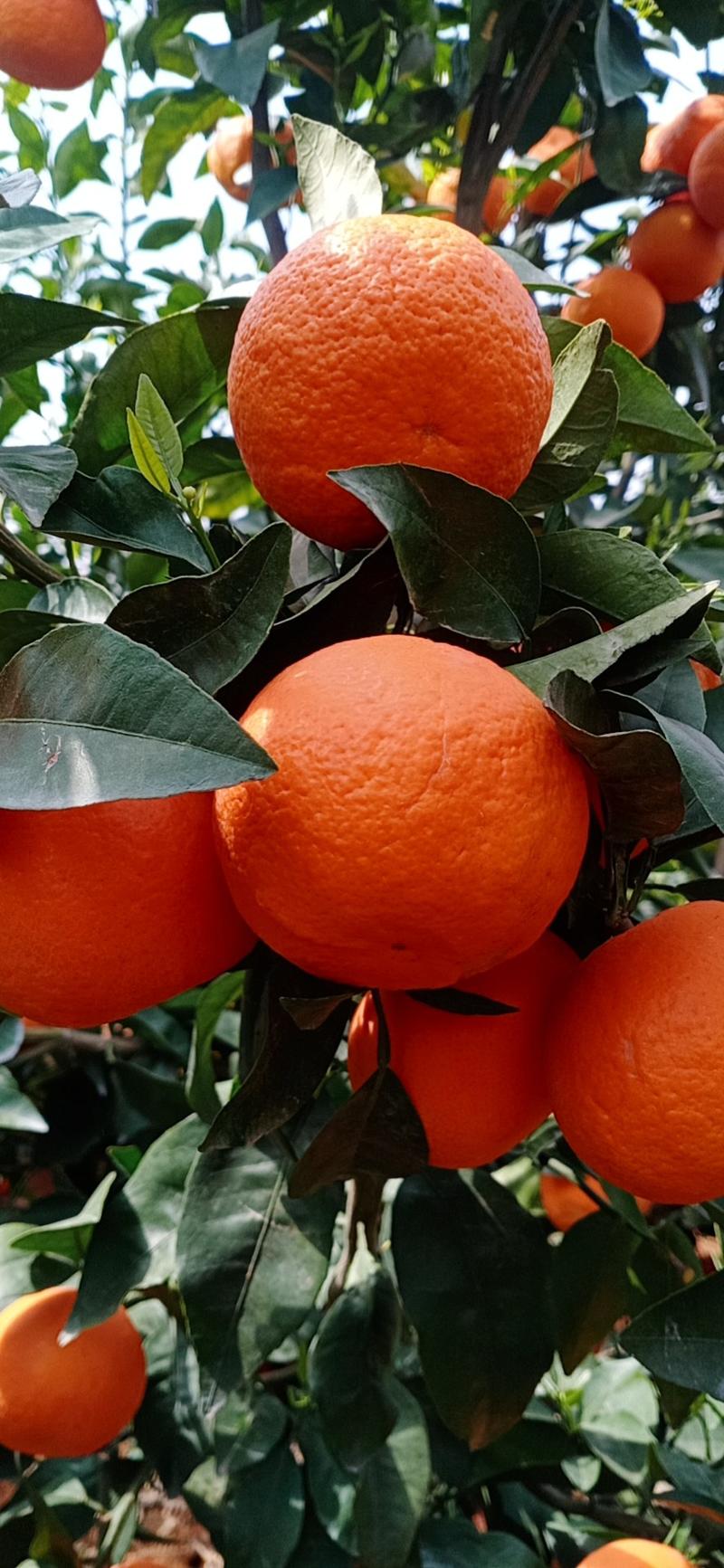 鹅柑甜橙基地直供，汁多果肉厚实，纯甜，大量批发