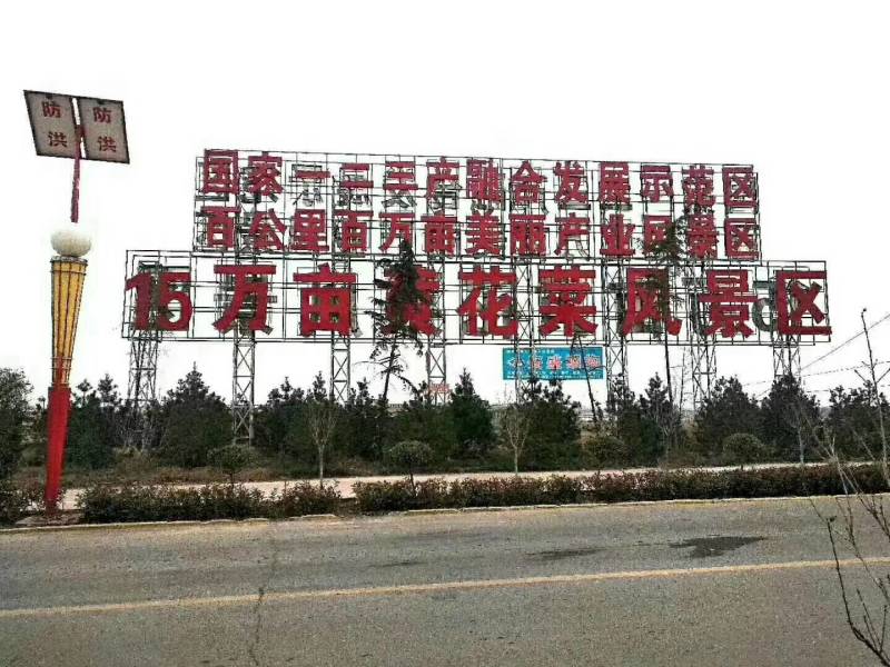 黄花菜苗