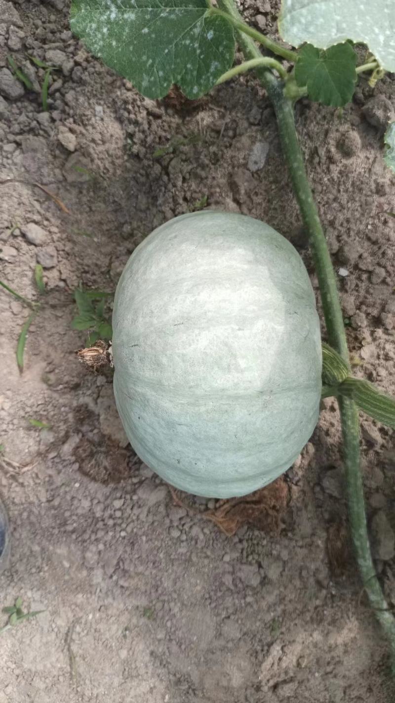 【基地直供】爆粉银栗南瓜，高身颜色光亮，