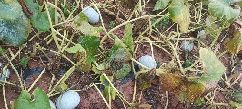 【基地直供】爆粉银栗南瓜，高身颜色光亮，