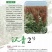 全糯性品种：汉青2号