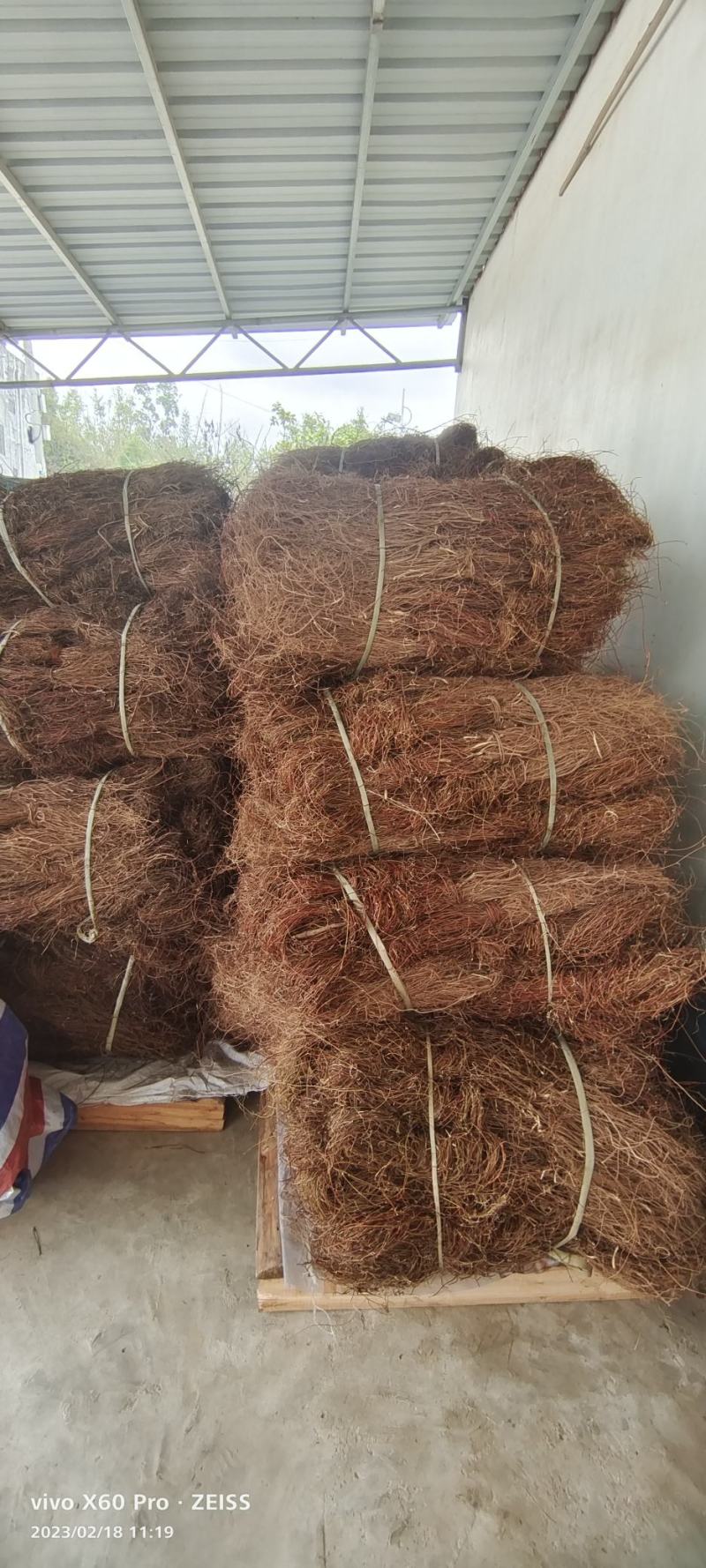 纯小叶鸡骨草