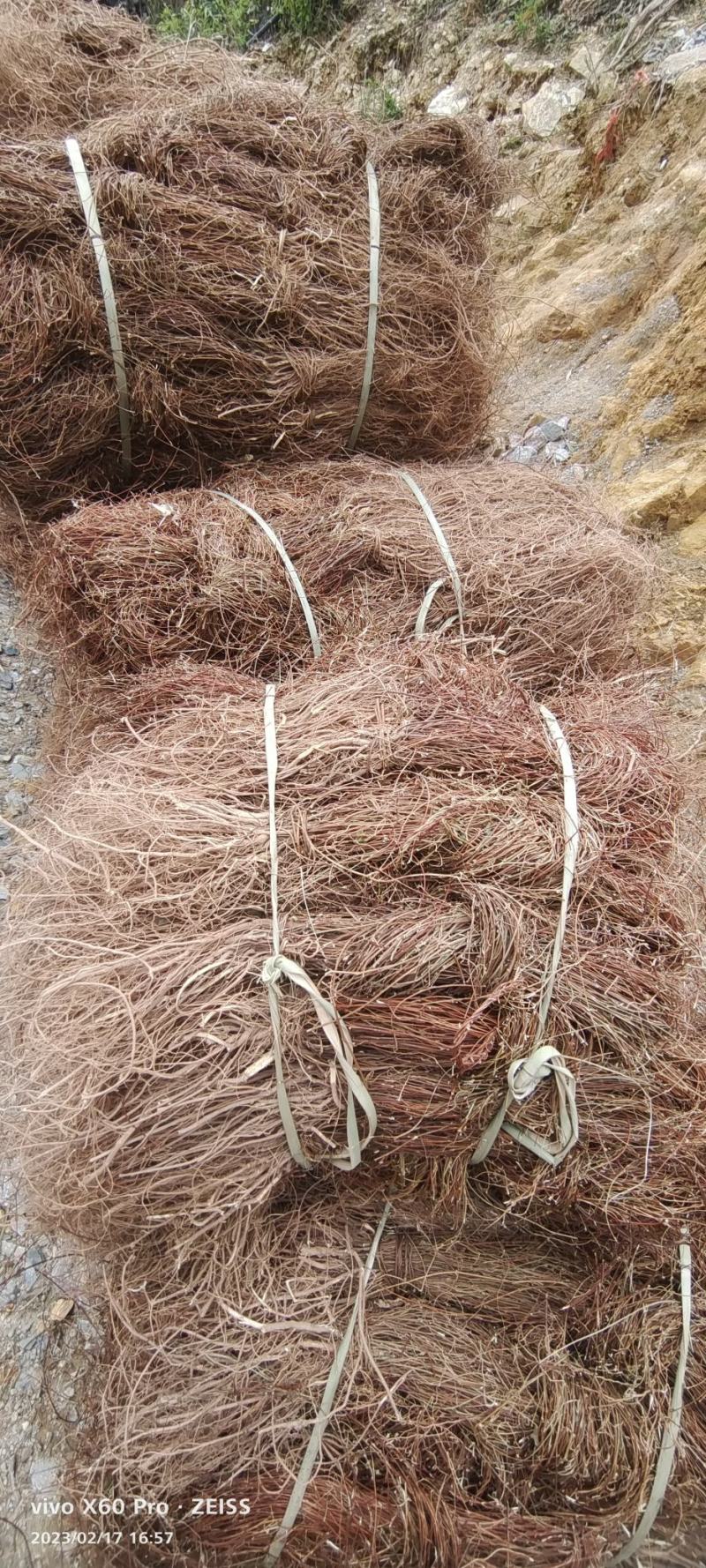 纯小叶鸡骨草