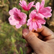 云南樱花冬樱花移栽熟苗5-20分规格齐全