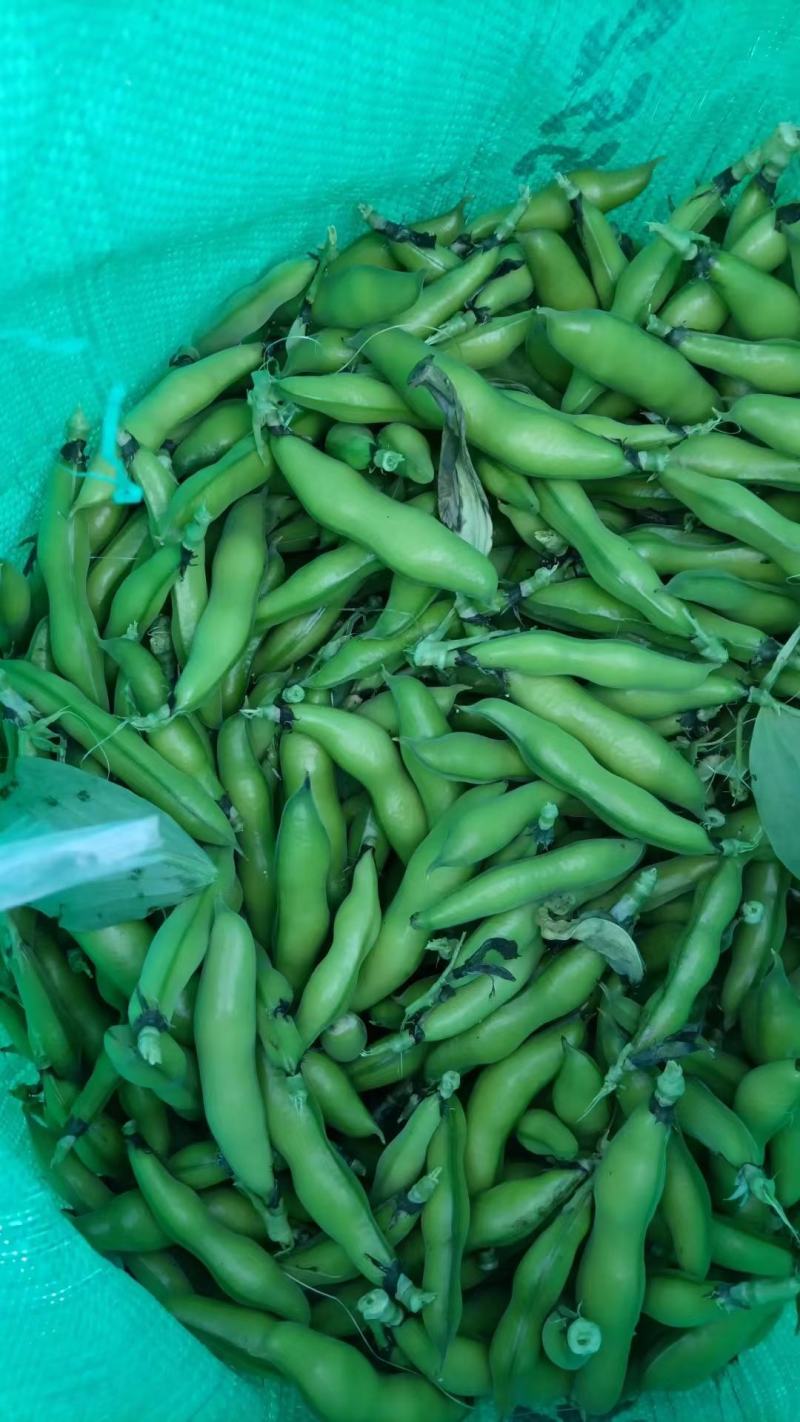 本地精品蚕豆，少量上市，品质保证，诚信经营