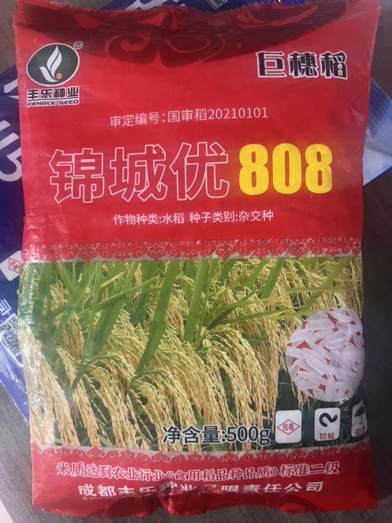巨穗稻锦城优808优质杂交水稻种子高产谷种