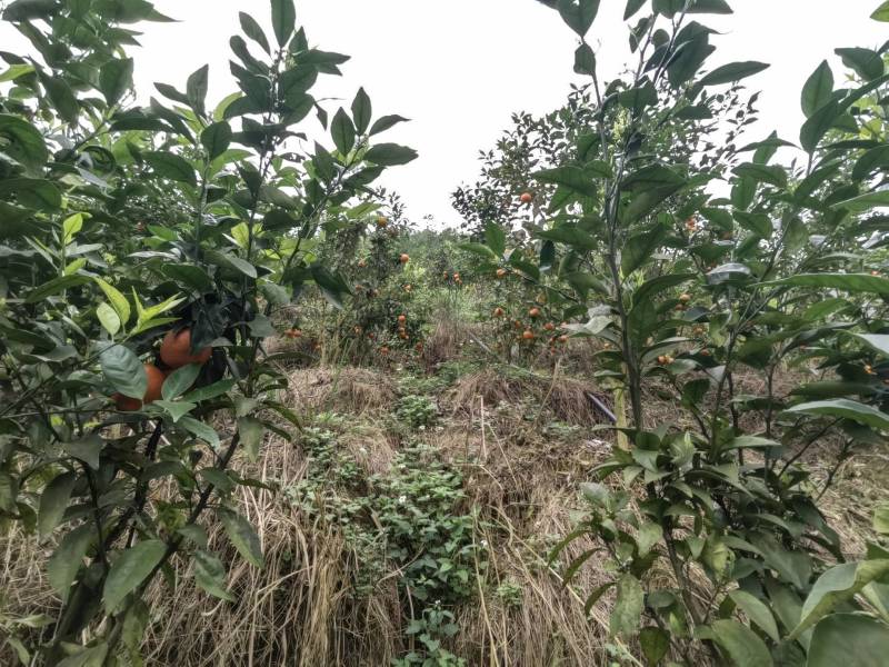 乌柑乌柑，要多黑有多黑，需要的来1.2元，共15万斤左右