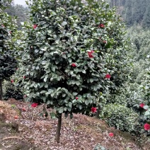 耐寒耐热茶花，花期长花朵多，色彩鲜艳