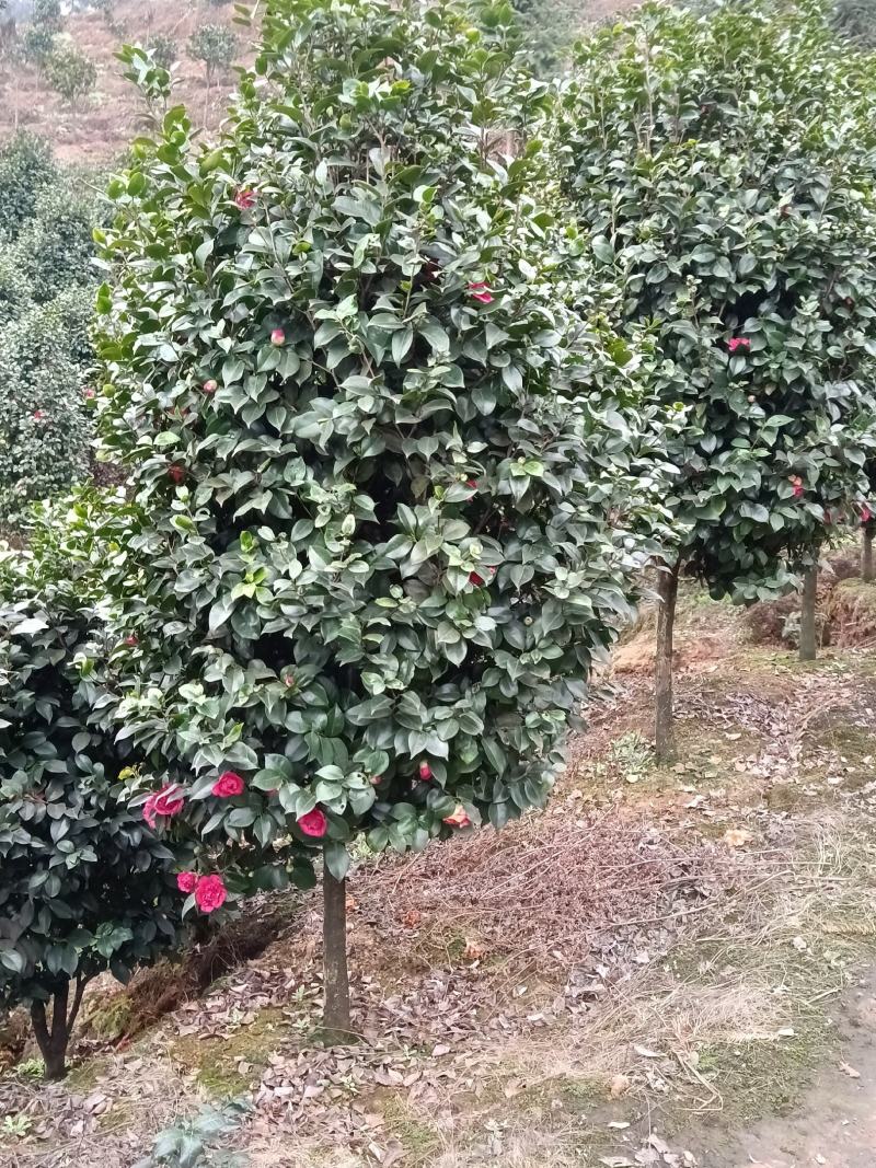 耐寒耐热茶花，花期长花朵多，色彩鲜艳