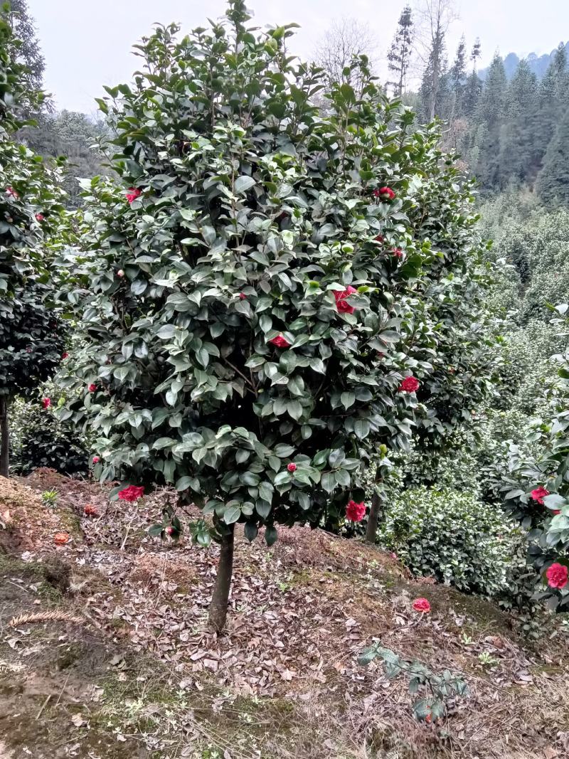 耐寒耐热茶花，花期长花朵多，色彩鲜艳