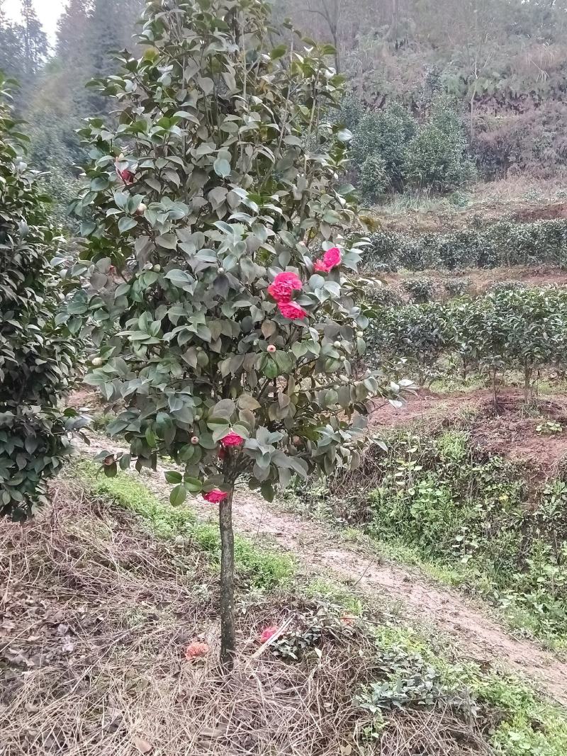 耐寒耐热茶花，花期长花朵多，色彩鲜艳