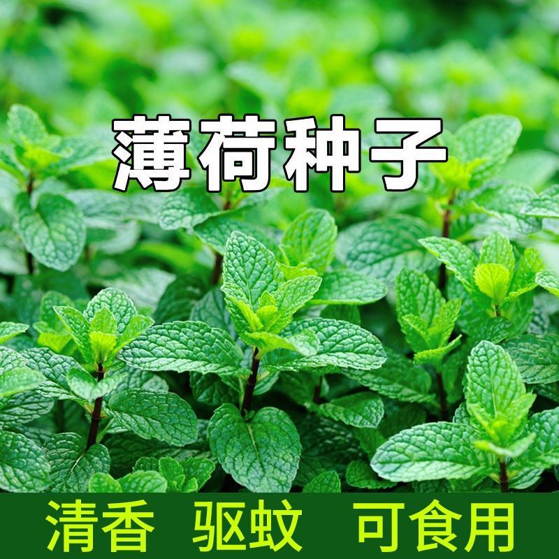 薄荷种子盆栽可食用薄荷子种苗驱蚊留兰香猫薄荷阳台四季播种