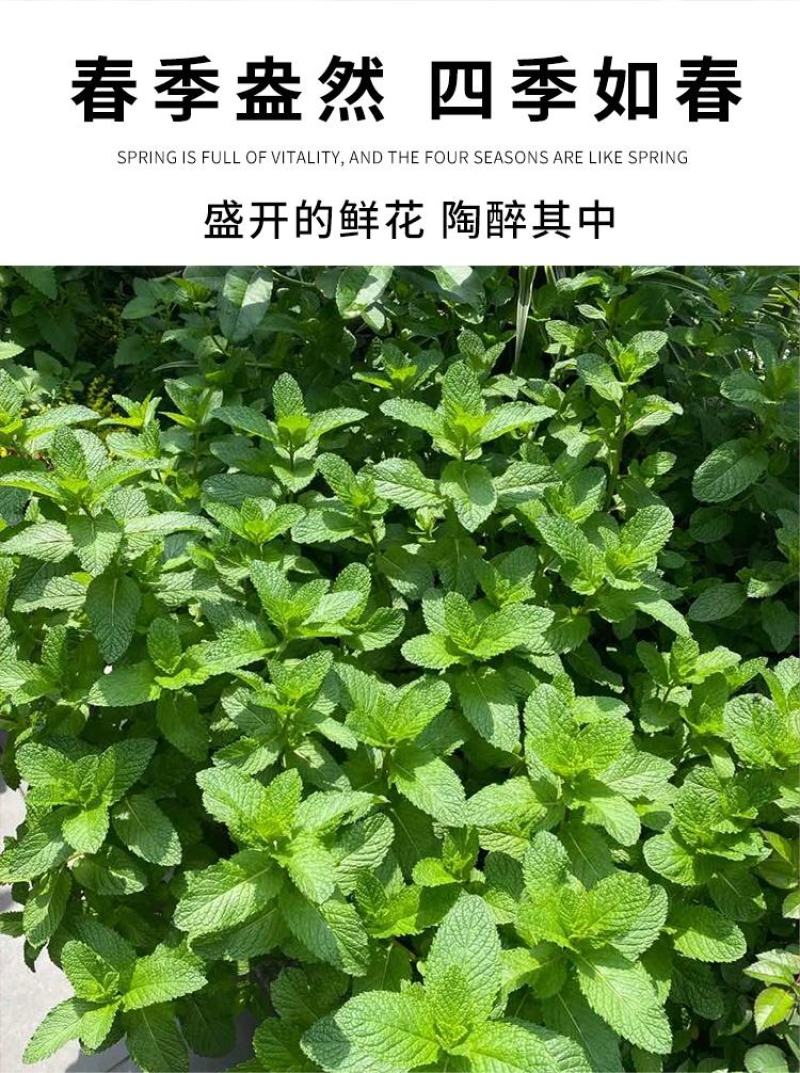 薄荷种子盆栽可食用薄荷子种苗驱蚊留兰香猫薄荷阳台四季播种