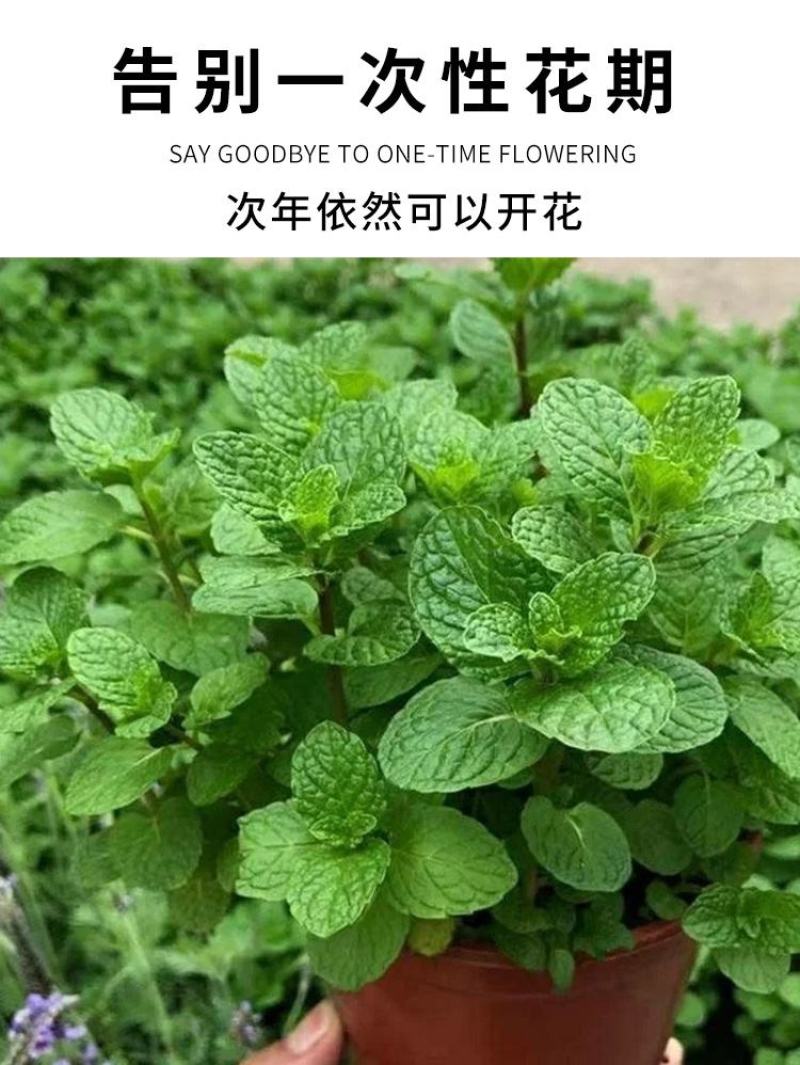 薄荷种子盆栽可食用薄荷子种苗驱蚊留兰香猫薄荷阳台四季播种