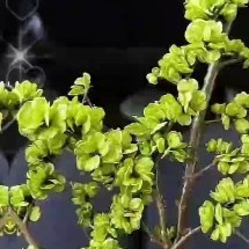 榆钱