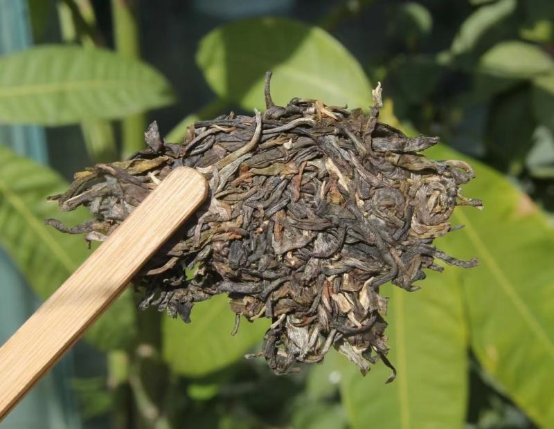 2018年南糯山青饼此茶条索肥壮，品质看得见