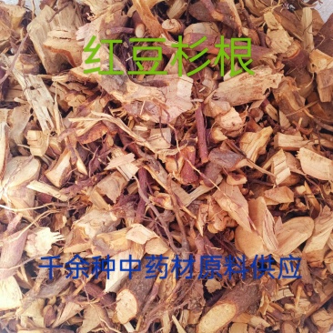 中药材红豆杉根，红豆杉质量保证欢迎咨询选购