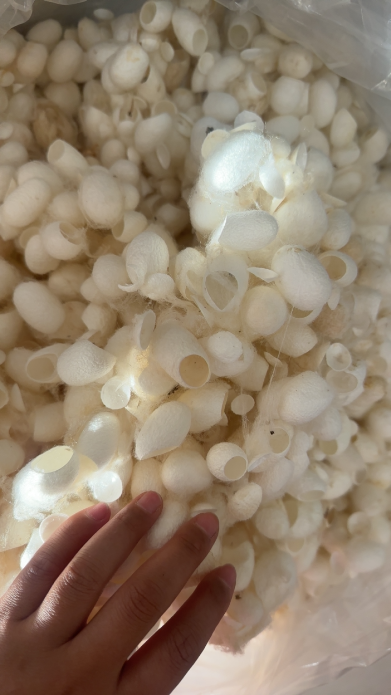 蚕茧壳中药材选货