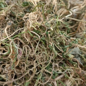 半边莲，手选包检，质量保证，欢迎各位老板选购