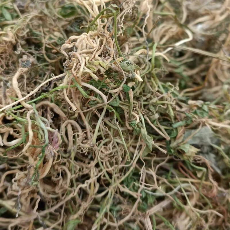半边莲，手选包检，质量保证，欢迎各位老板选购