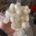 蚕茧壳中药材选货