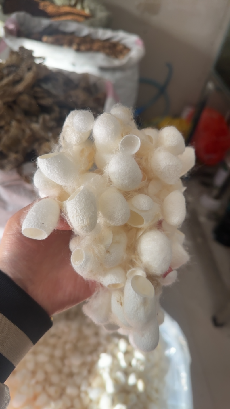 蚕茧壳中药材选货
