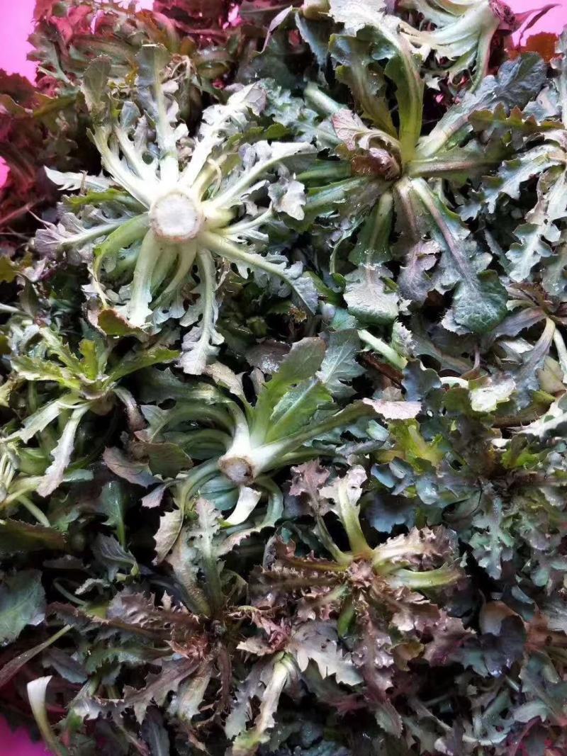 辽宁省本溪市特级苦碟子(苦菜)一手总批发老板