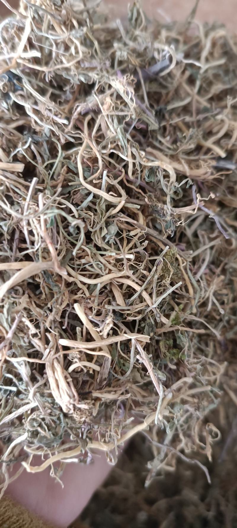 半边莲，手选包检，质量保证，欢迎各位老板选购