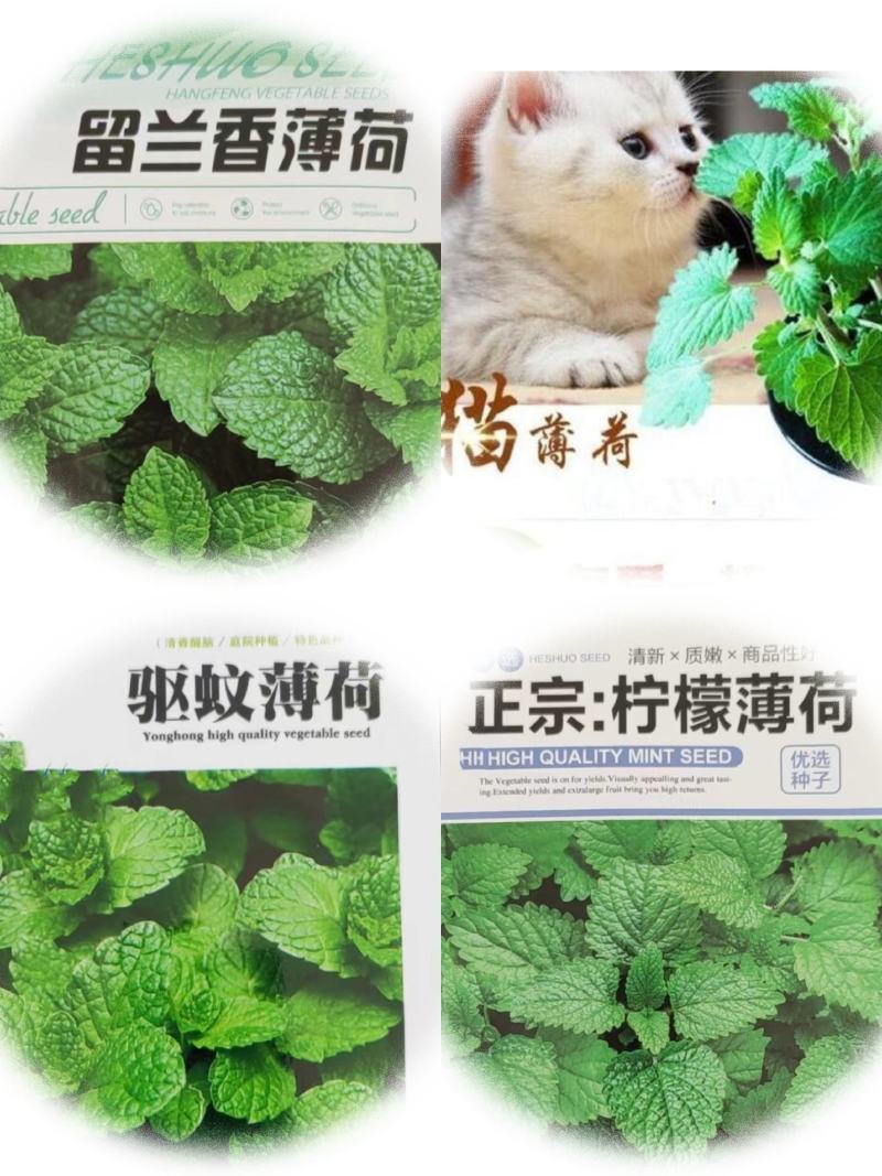 薄荷种子盆栽可食用薄荷子种苗驱蚊留兰香猫薄荷阳台四季播种