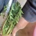 千亩蒲公英，大量有货，支持各大平台，线上与线下，一件代发
