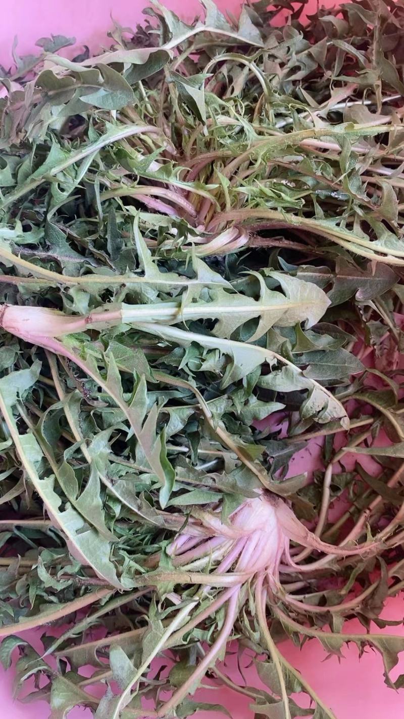 千亩蒲公英，大量有货，支持各大平台，线上与线下，一件代发