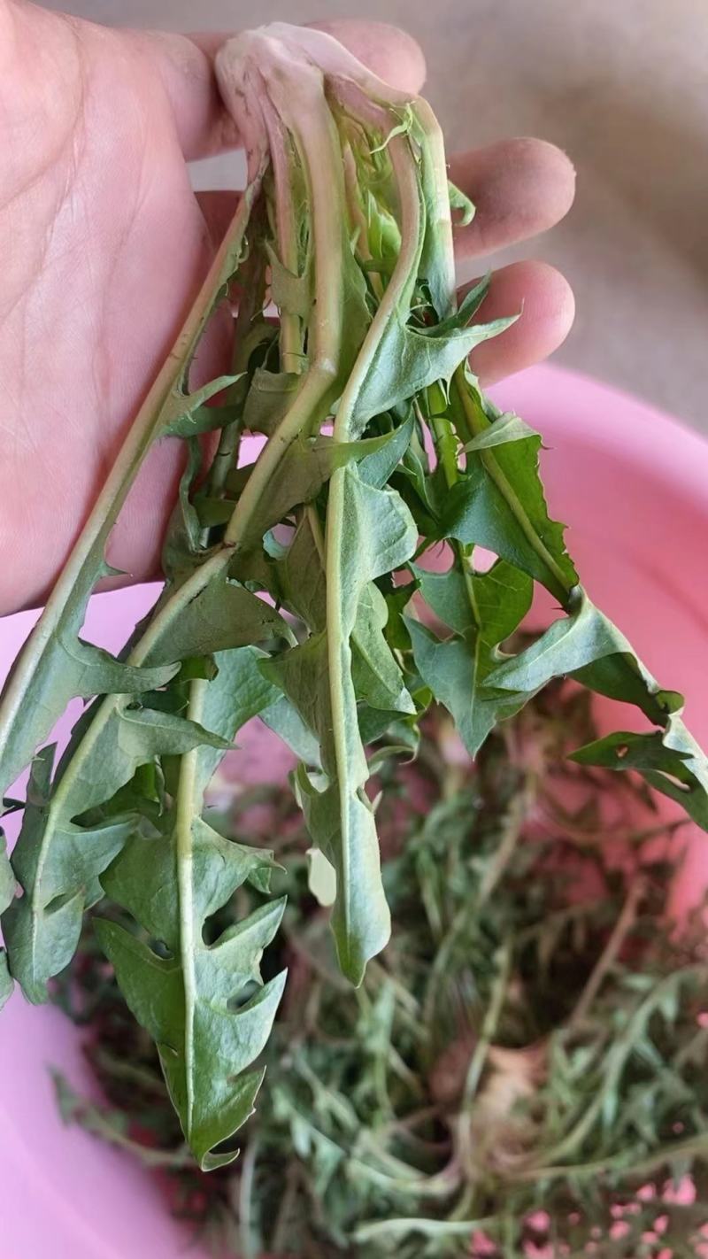 千亩蒲公英，大量有货，支持各大平台，线上与线下，一件代发