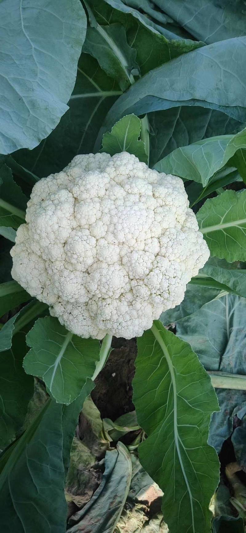 菜花优质白花菜花大量上市产地直供量大从优品质保