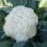 菜花优质白花菜花大量上市产地直供量大从优品质保