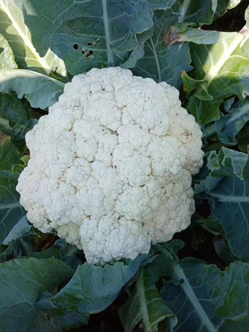 菜花优质白花菜花大量上市产地直供量大从优品质保