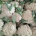 菜花优质白花菜花大量上市产地直供量大从优品质保