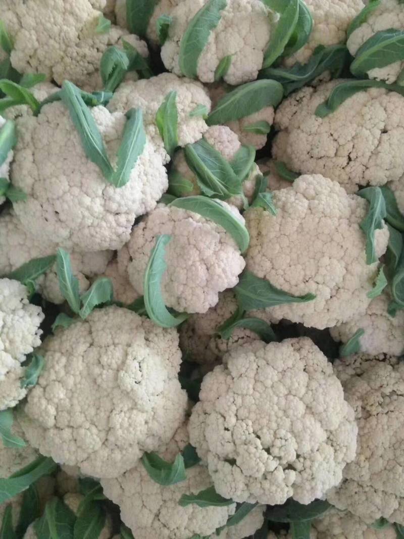 菜花优质白花菜花大量上市产地直供量大从优品质保