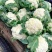 菜花优质白花菜花大量上市产地直供量大从优品质保