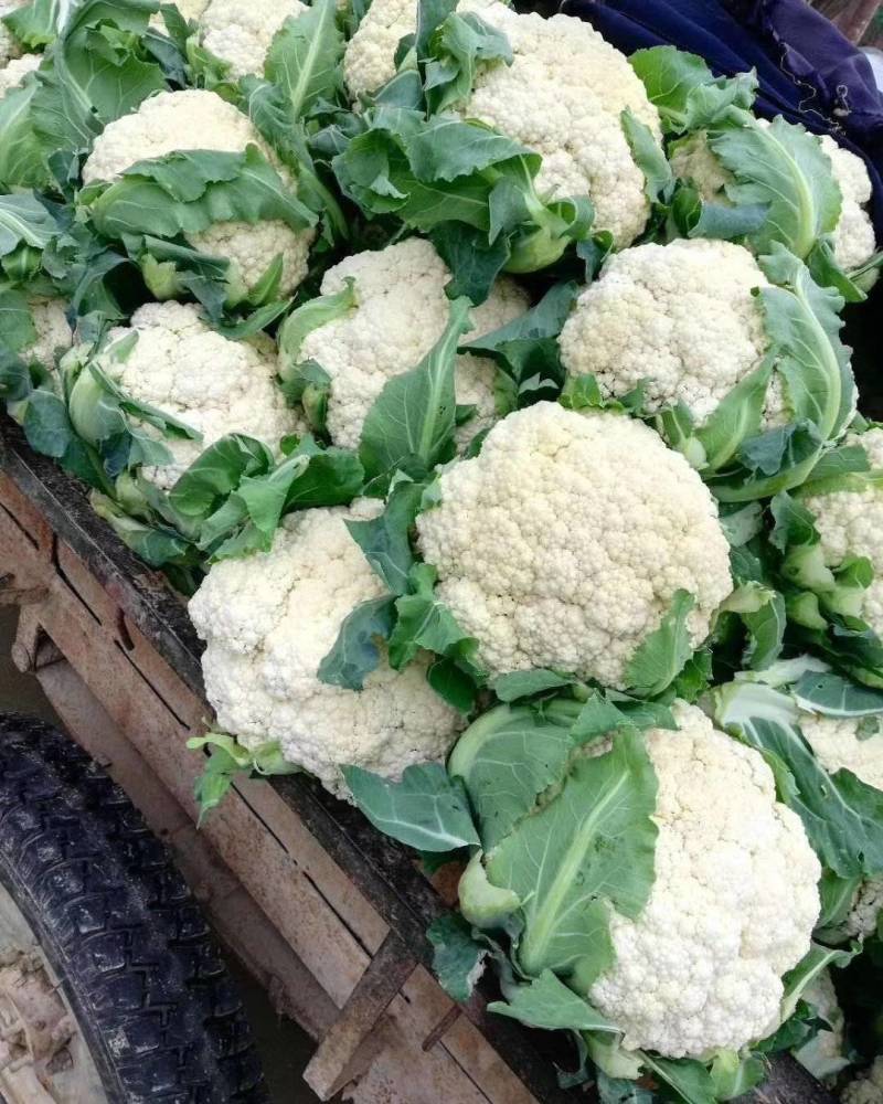 菜花优质白花菜花大量上市产地直供量大从优品质保