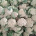 菜花优质白花菜花大量上市产地直供量大从优品质保