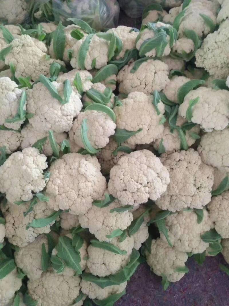 菜花优质白花菜花大量上市产地直供量大从优品质保