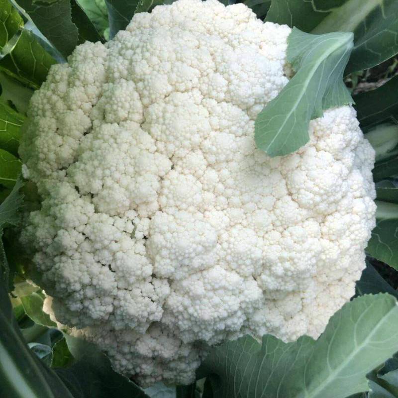 菜花优质白花菜花大量上市产地直供量大从优品质保