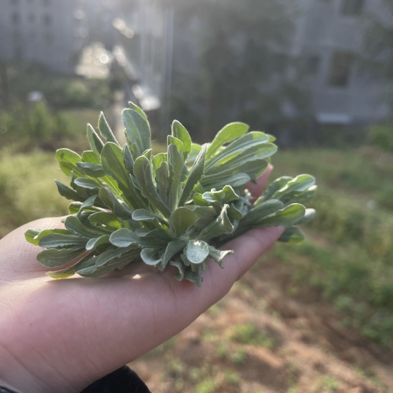 鼠曲草，嫩叶做清团，大量上市了，需要的老板联系我