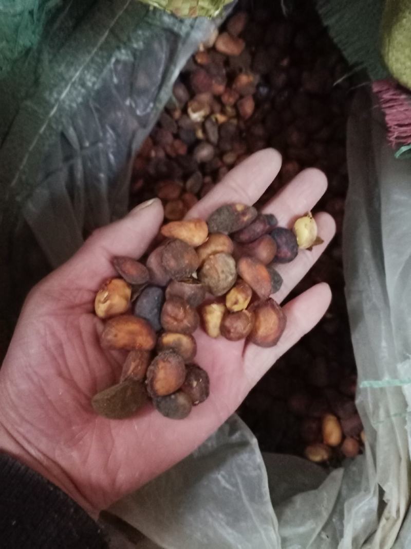 马槟榔中药材槟榔马槟榔质量保证欢迎咨询选购