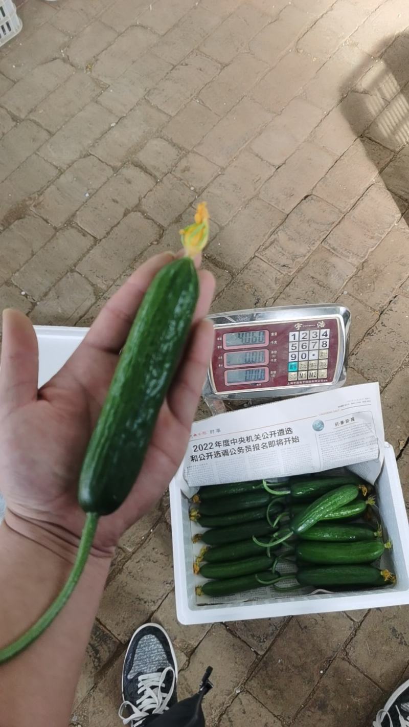 水果黄瓜，绿色健康小黄瓜，对接超市.电商.批发市场