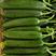 水果黄瓜，绿色健康小黄瓜，对接超市.电商.批发市场