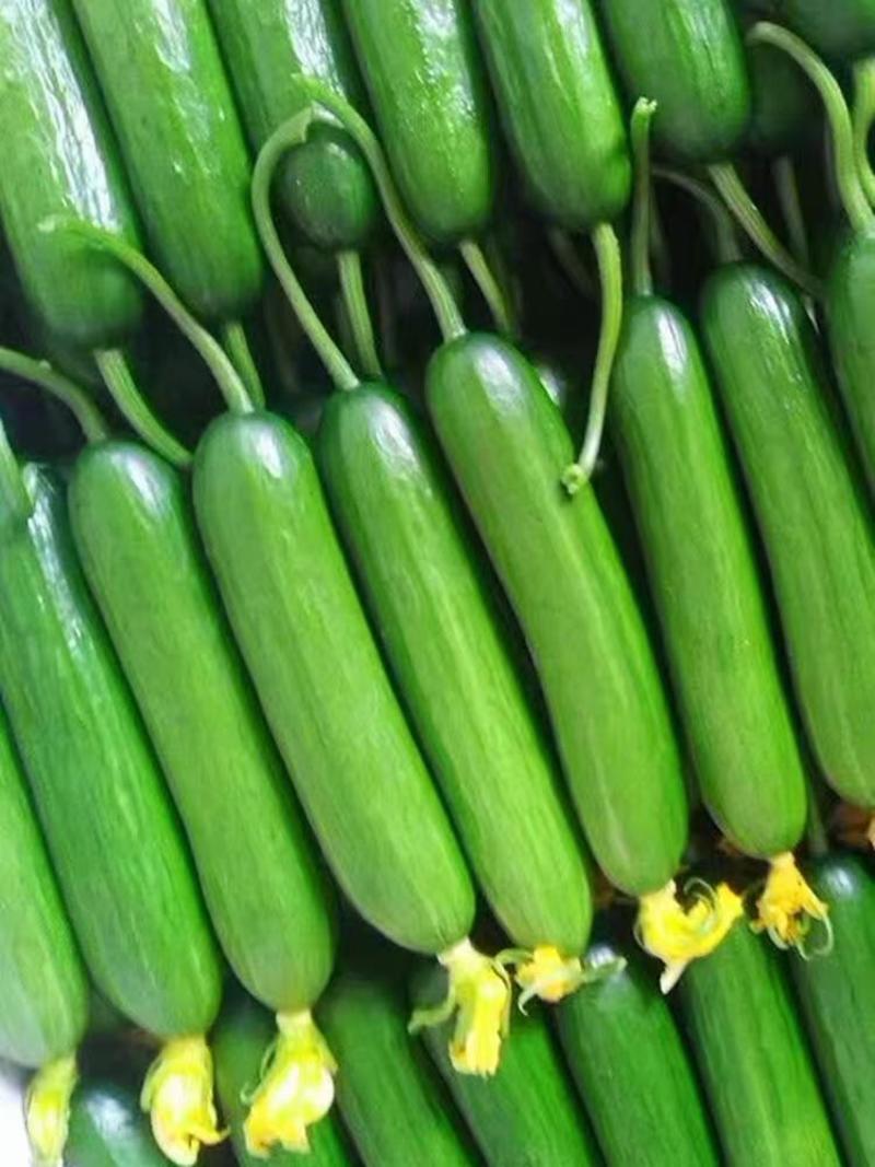 水果黄瓜，绿色健康小黄瓜，对接超市.电商.批发市场